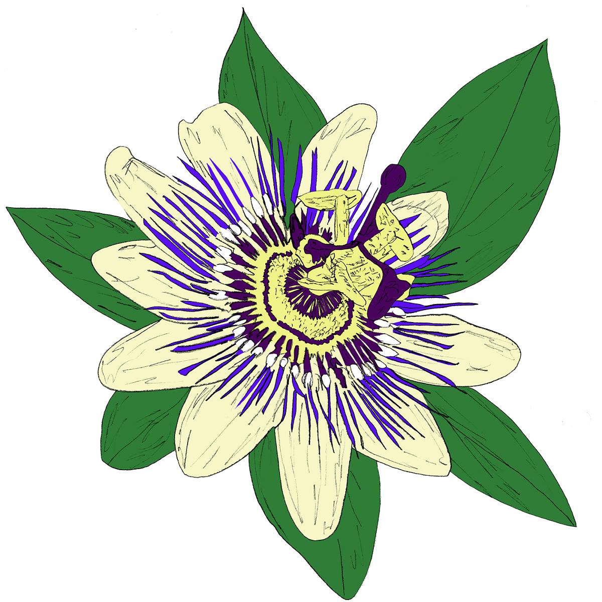 KiF Productions — Passiflora